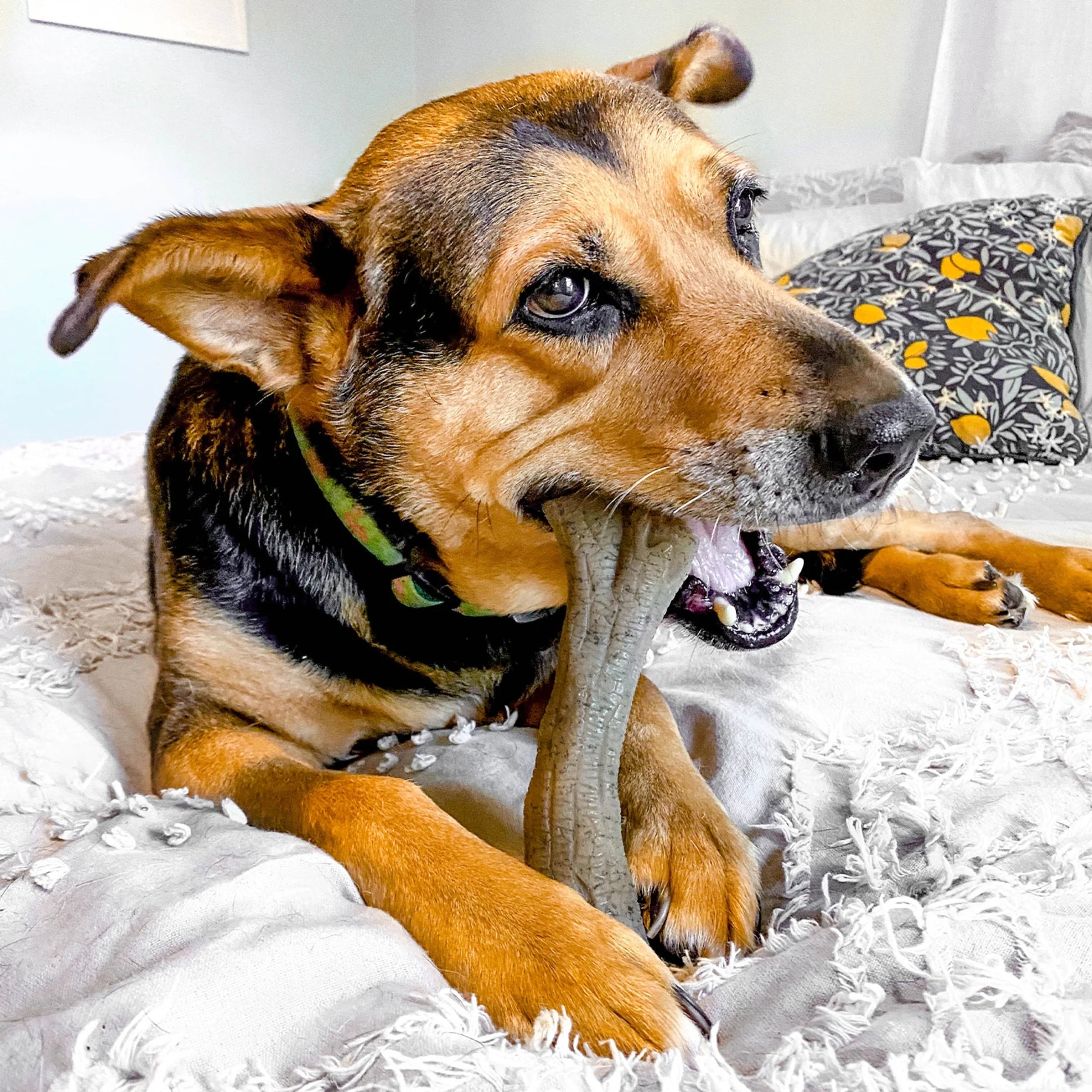 Gourmet Style Dog Chew Toy Stick Chicken X-Large (50+ Lbs)