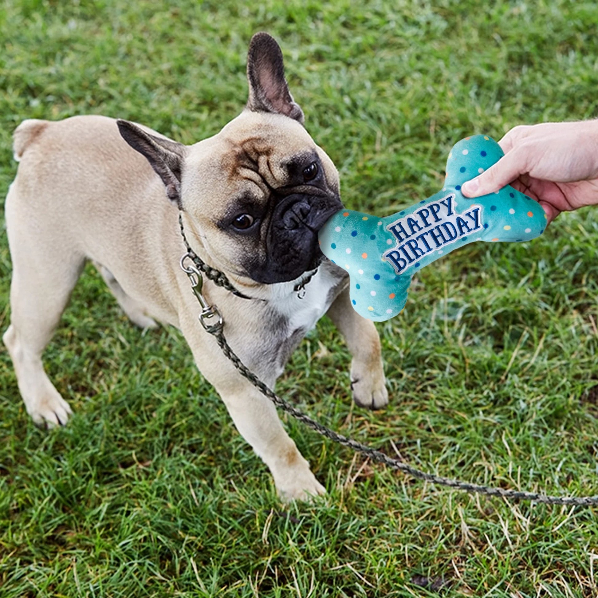 Dog Birthday Toys, Plush Dog Squeaky Toys, Dog Chew Toys Bone for Small Medium Large Dogs