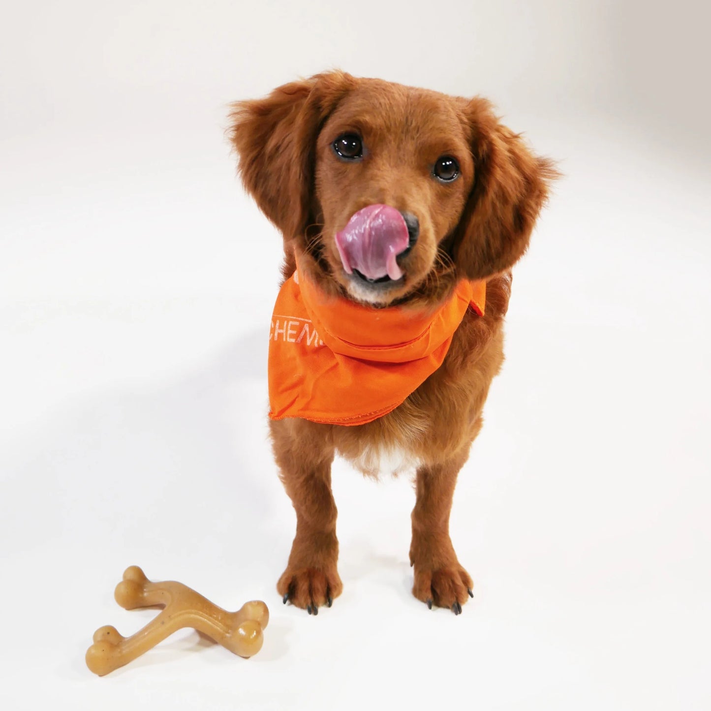 Gourmet Style Strong Wishbone Dog Chew Toy Peanut Butter Small/Regular - up to 25 Ibs.